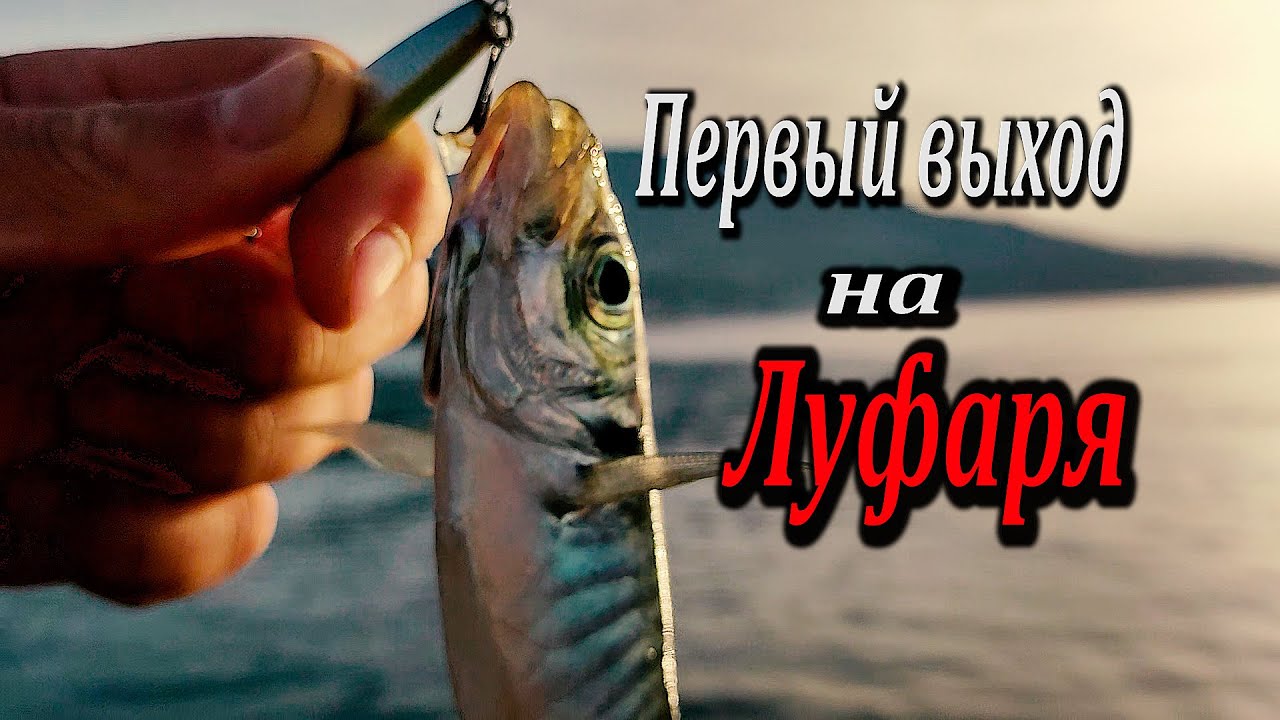 Первая Ночная Рыбалка на Луфаря в Ялте. Откусанные Бобышки и Погрызанная Ставрида.