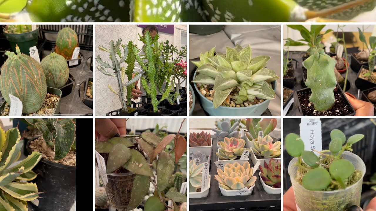 Покупка растений на распродаже растений в Toronto Cactus & Succulent Club (кактусы, суккуленты и ...