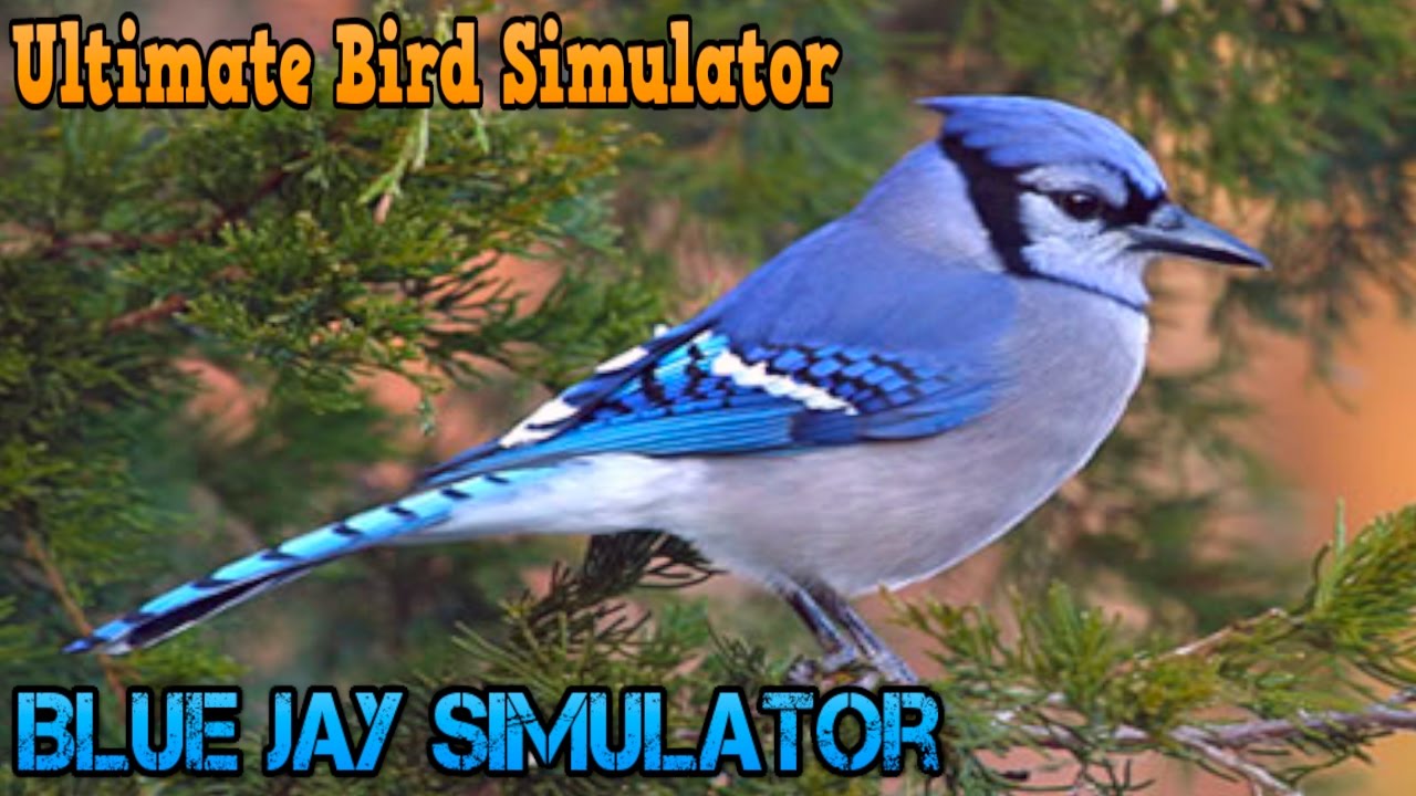 Blue jay Simulator -Ultimate Bird Simulator - By Gluten Free games- W/Commentary