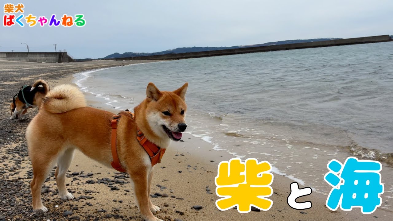 柴犬ばくちゃんと海辺をおさんぽ。貸切状態で楽しめました🐶