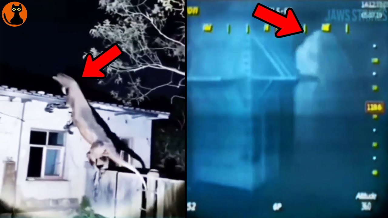 水中カメラが上向きに泳ぐメガロドンの姿を激撮...世界中で撮影された未確認生物UMA８選