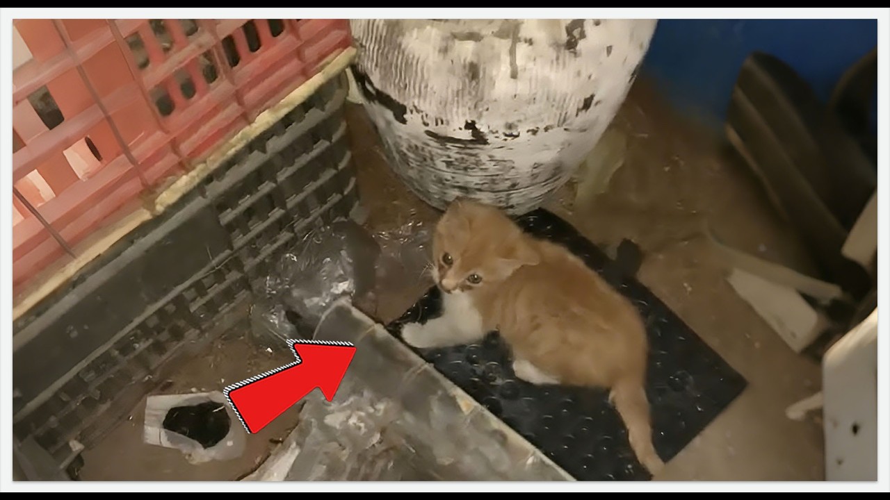I Thought I Saved a Helpless Kitten. I Was So Wrong... 😱#rescue #rescueefforts #cat #pets
