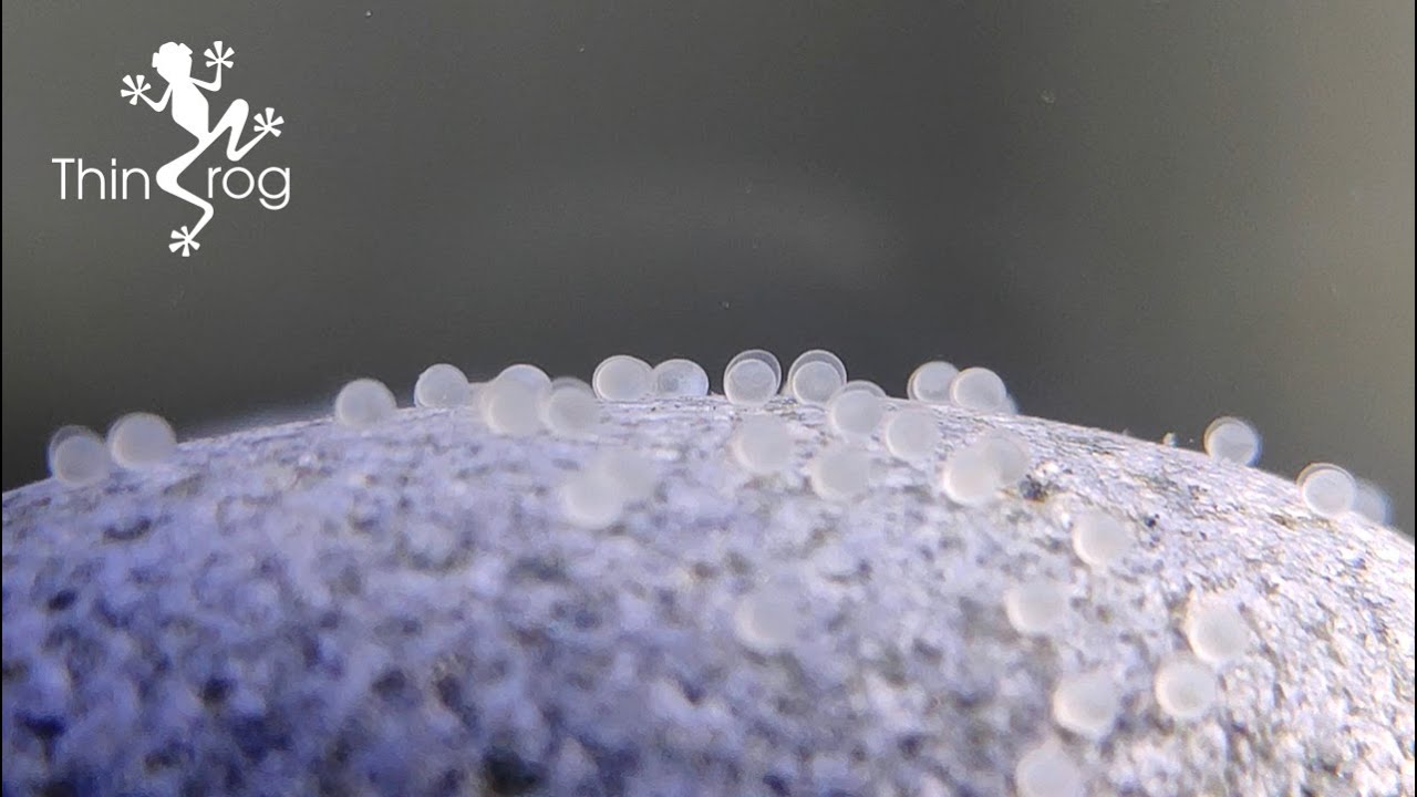 Self breed ranchu laid eggs