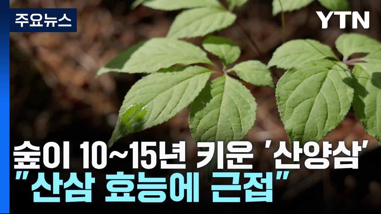 숲이 10~15년 키운 '산양삼'...
