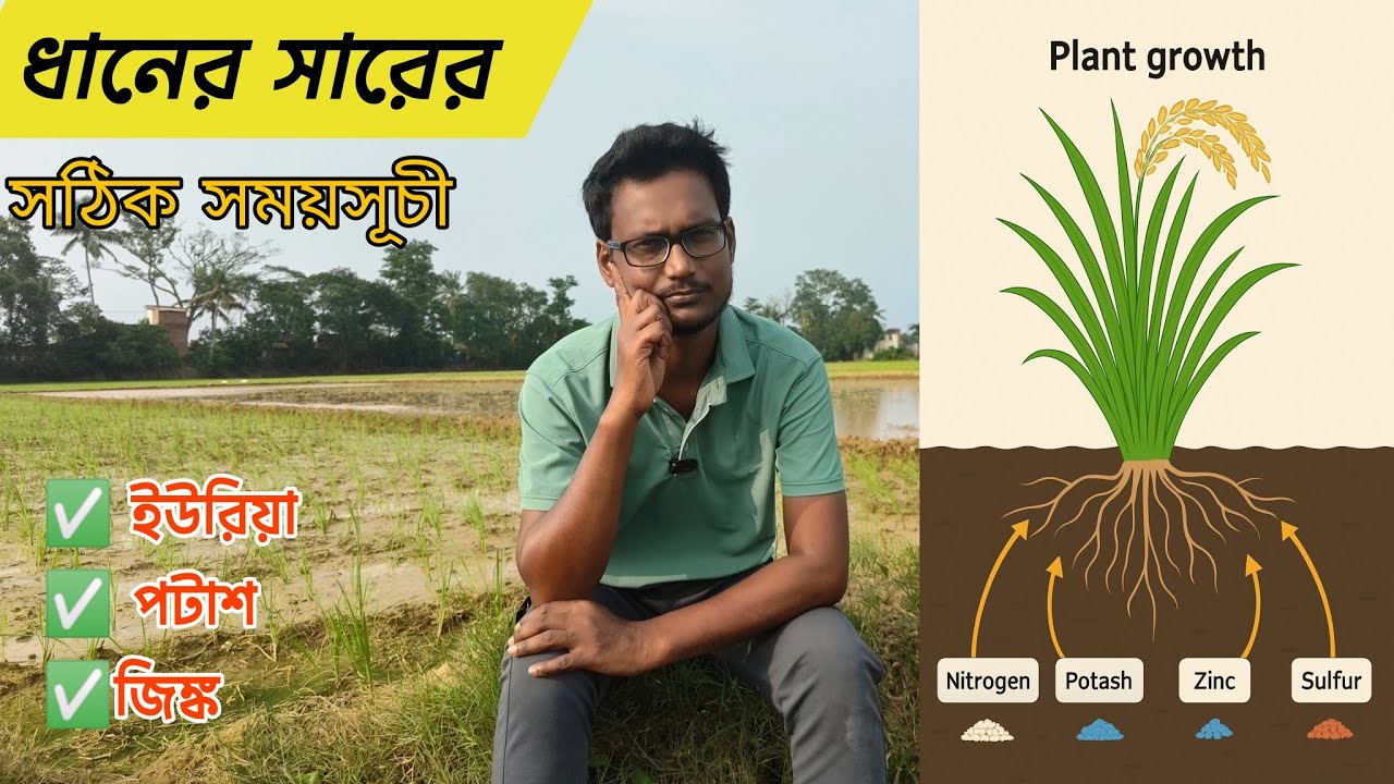 ধান রোপণের🌾🌱 পর প্রথম ৩০ দিনে সারের সঠিক সময়সূচী | ধানের ভালো ফলনের গোপন রহস্য!