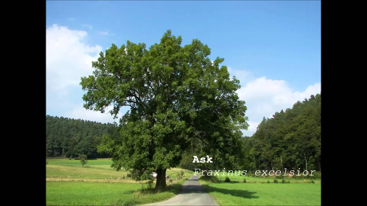 Strindbergs Lilla Katekes - O Dalsland Du Sköna