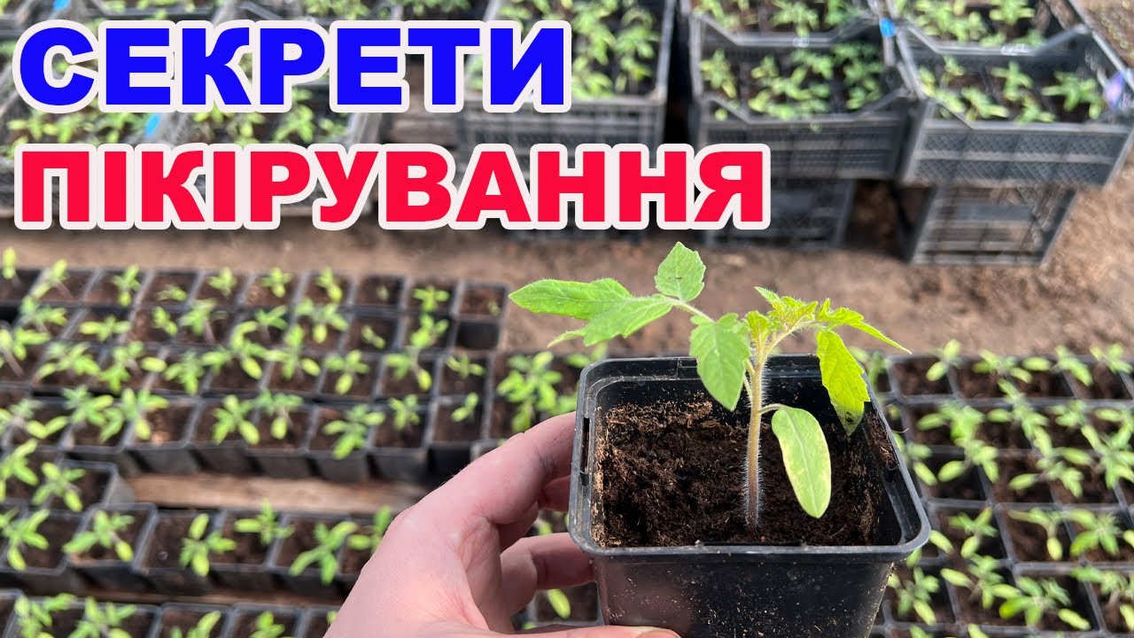 Як пікірувати помідори ? Правильне пікірування розсади томатів