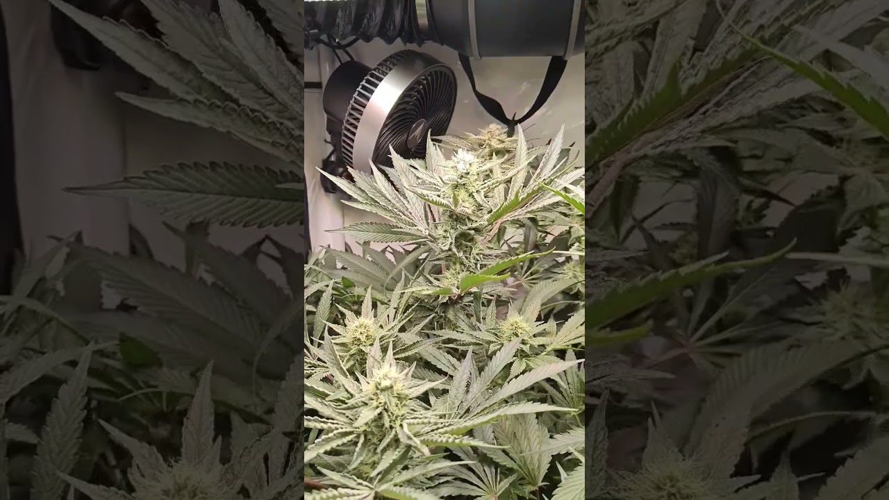 Serious Seeds - 3x Seriotica ( Flower ) #cannabiseducation #livingsoil #flowers #grow #homegrown