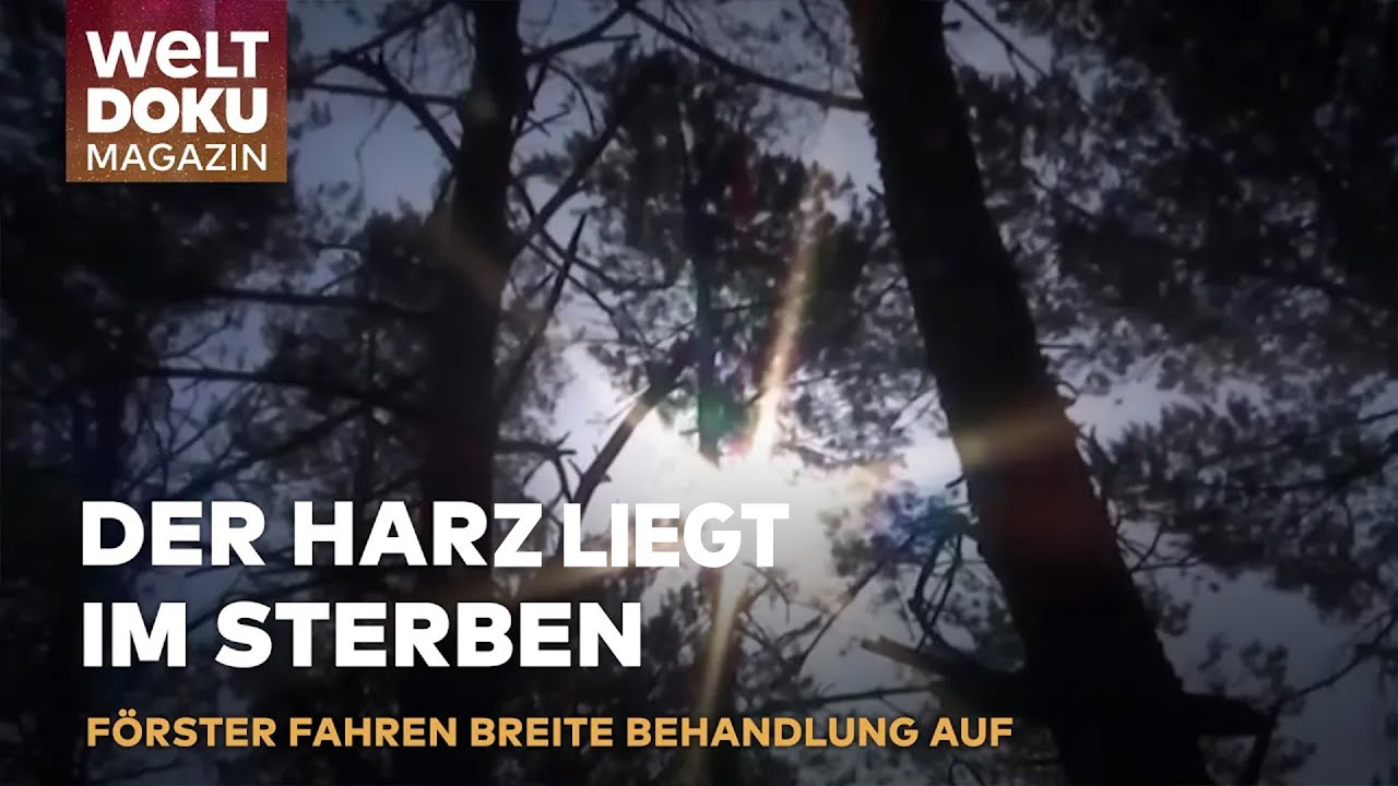 IM KAMPF GEGEN DAS WALDSTERBEN: Klimawandel und K&auml;ferplage bedrohen unsere W&auml;lder