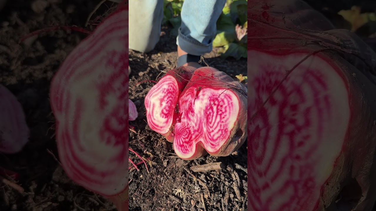Giant Beetroot with Sweet Flavour | No Dig Growing & Harvest Tips