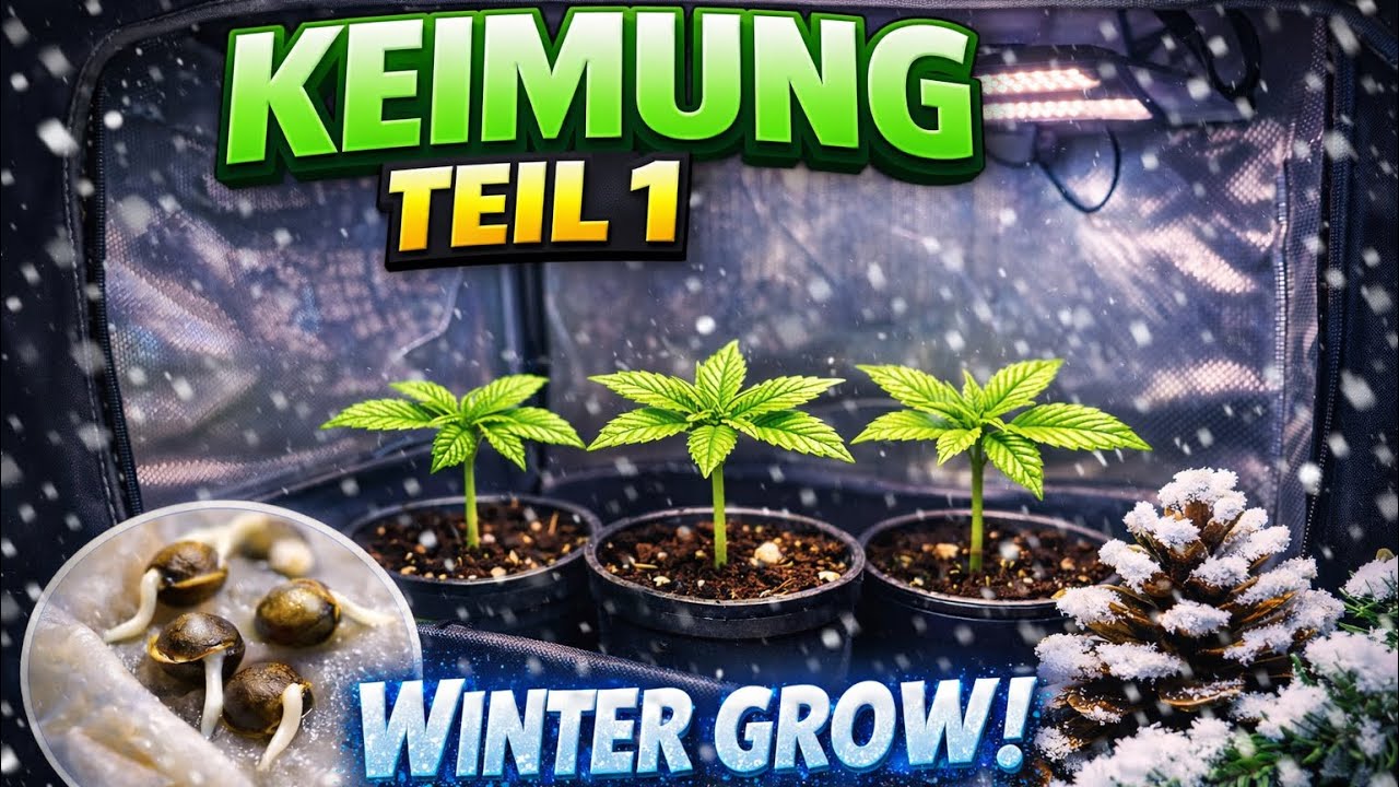 Winter Grow - Keimung 🌱 erster Grow im Zelt ⛺️ Teil 1