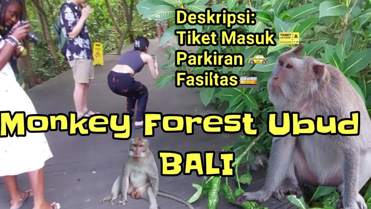 Menyusuri Monkey Forest Ubud Bali Terkini Monyetnya Baik Baik Lhoo #ubudmonkeyforest