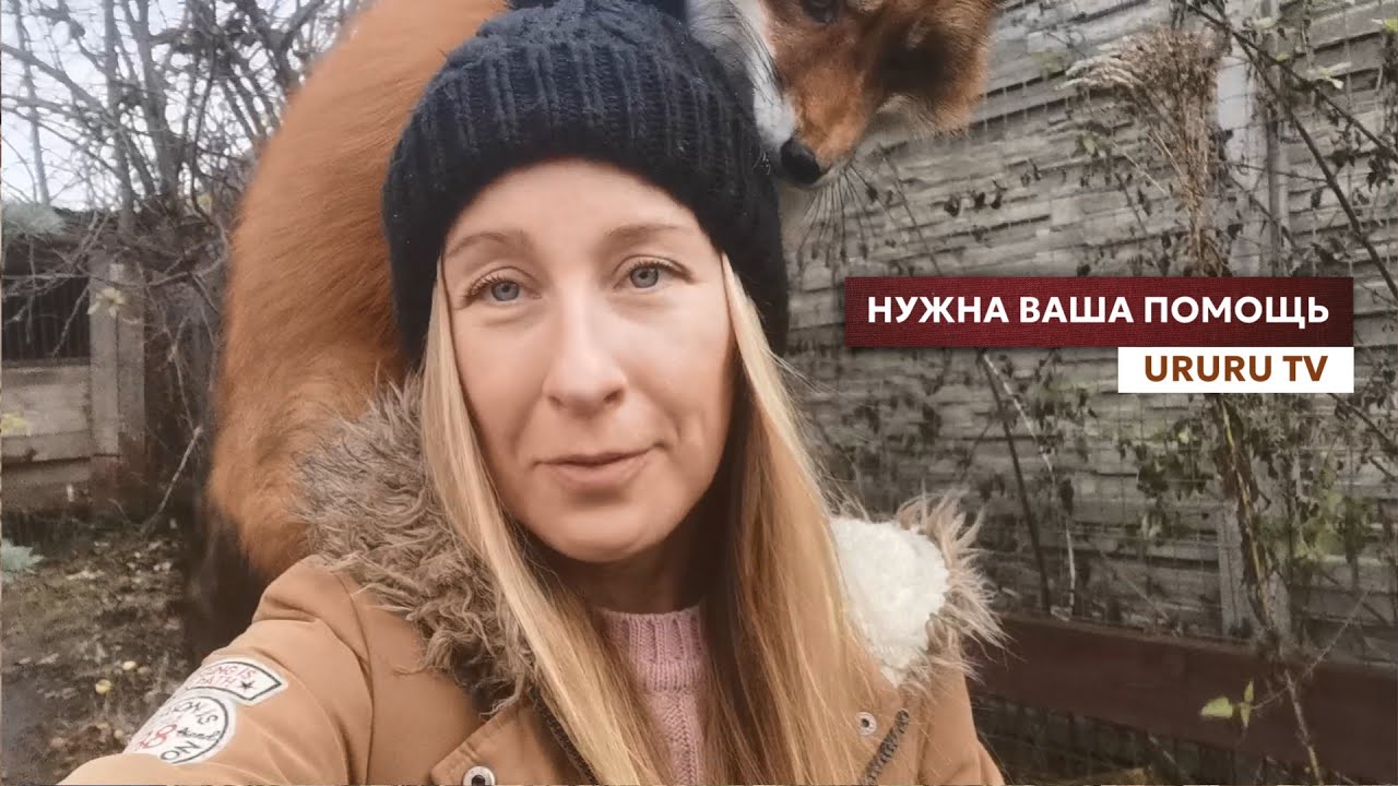 На что способна умная лиса?