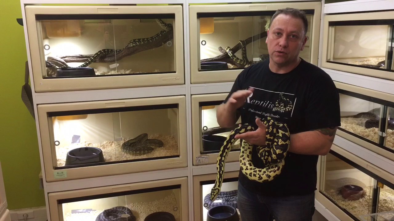 LE MORELIA SPILOTA CHEYNEI (l'une de mes espèces préférées)
