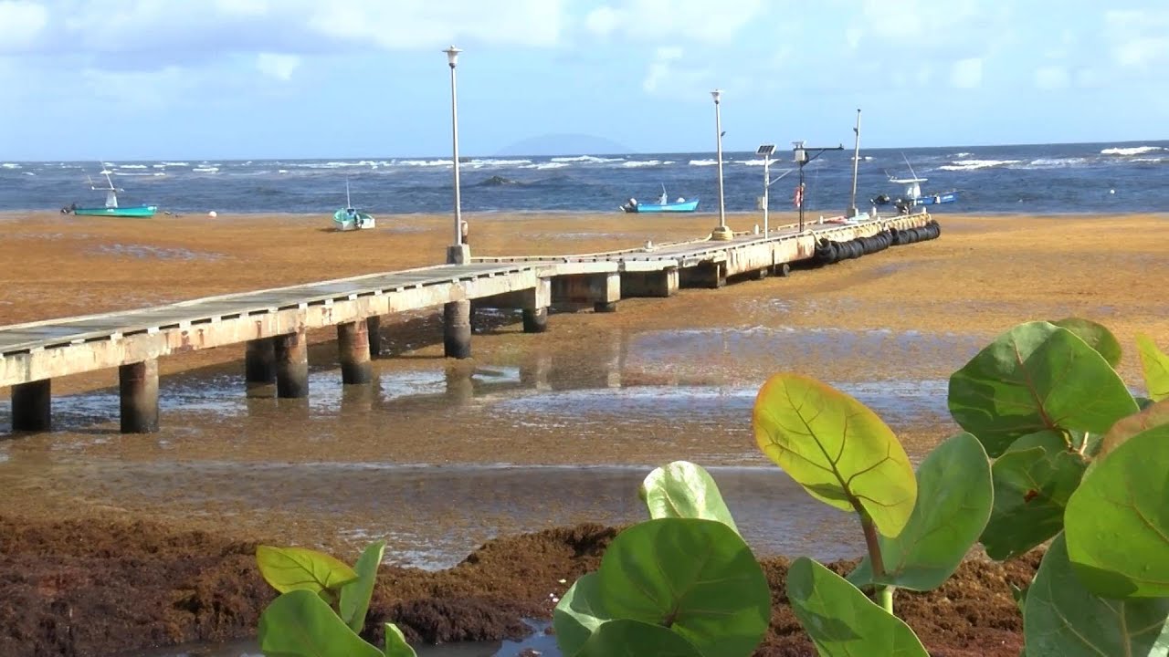 Sargassum seaweed rearing its ugly head again