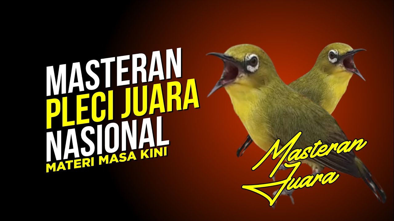VIRAL!! PLECI MATERI MEWAH JUARA NASIONAL NEMBAK PANJANG #smartmastering #zosterops