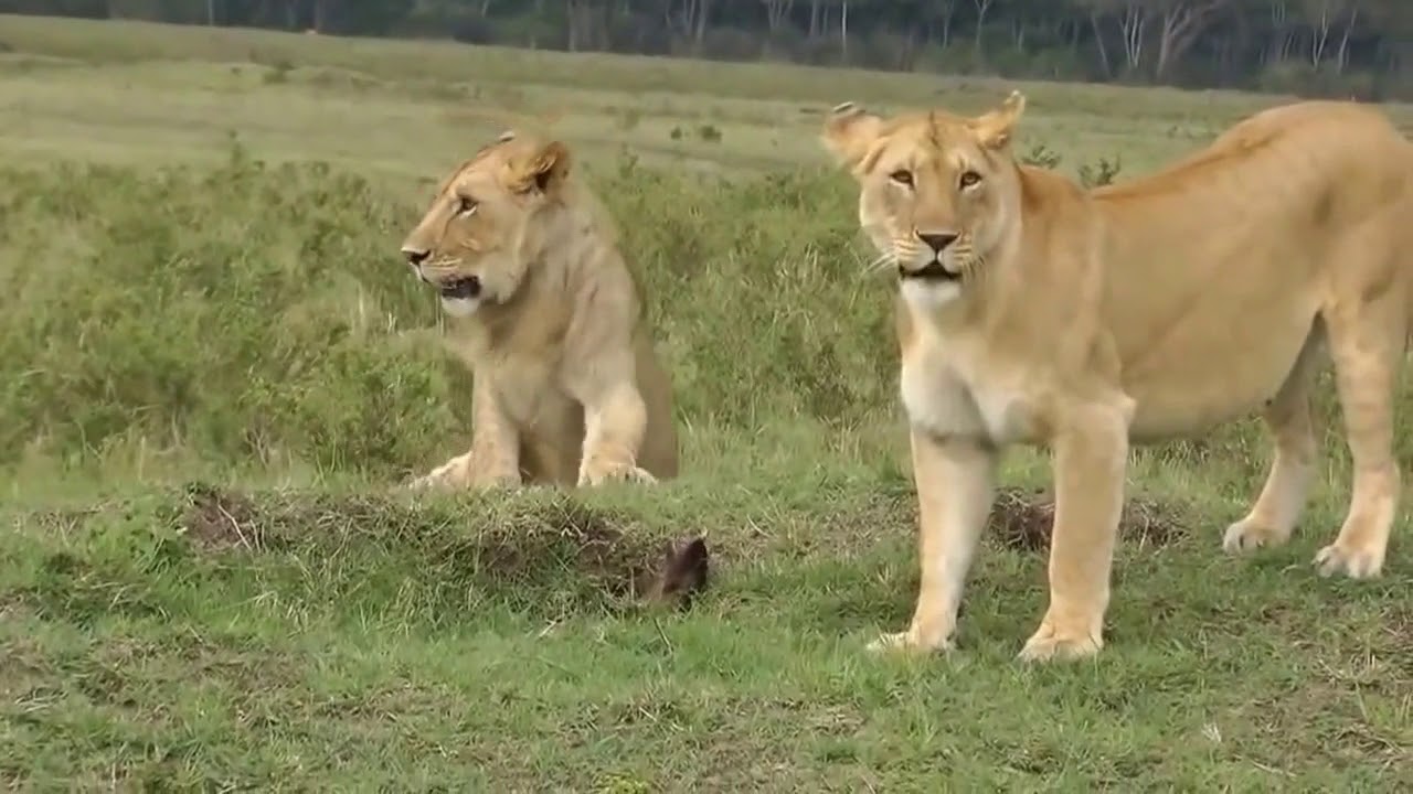 4 Lion Vs Mongoose