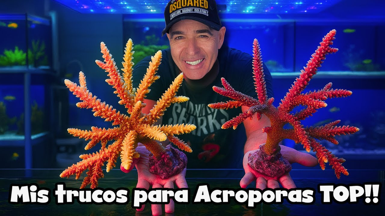 Todo sobre las Acroporas!!! cómo las mantengo, corto y hago que crezcan al máximo