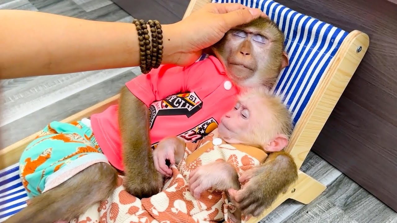 Monkey Kaka is cuddling Monkey Mit to sleep after a tiring day.