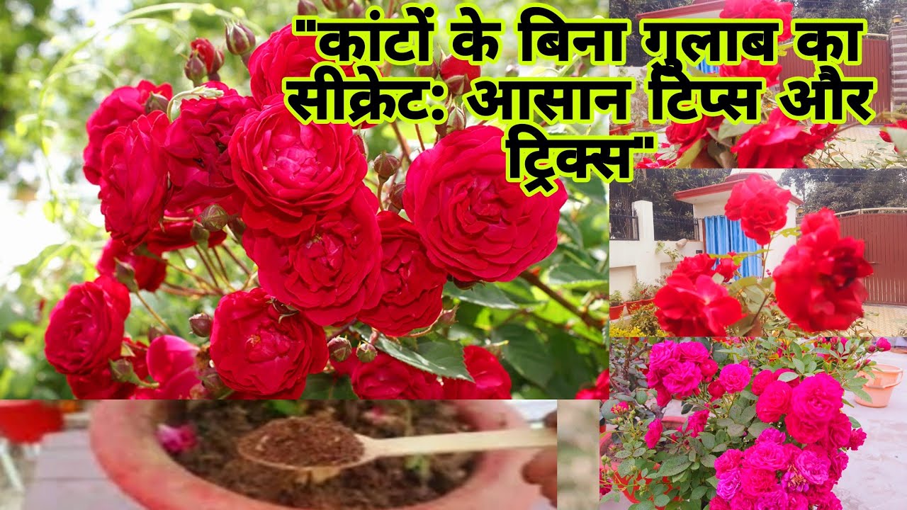 कश्मीरी गुलाब की देखभाल: बिना कांटों वाला फूलों का जादू | Grow Thornless Kashmiri Rose: Care Tips |