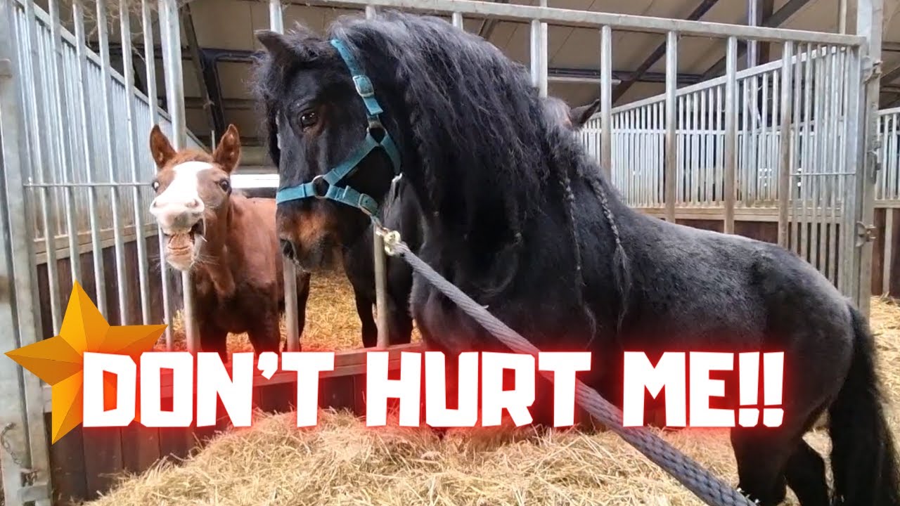 Don't hurt me!! Rising Star⭐ & Queen👑Uniek on my hoodie | Friesian Horses