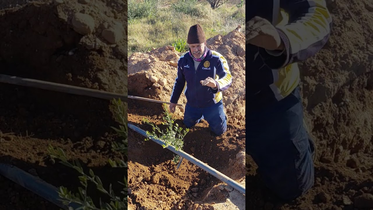 كيفاش نحط السجره ديالي ونغرسها