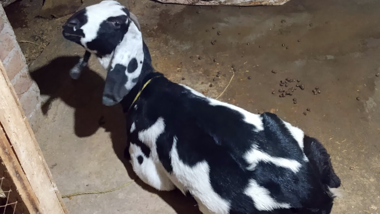 Hamara Farm Khali Ho Gya 💔 [Chaudhary Pets vlog]