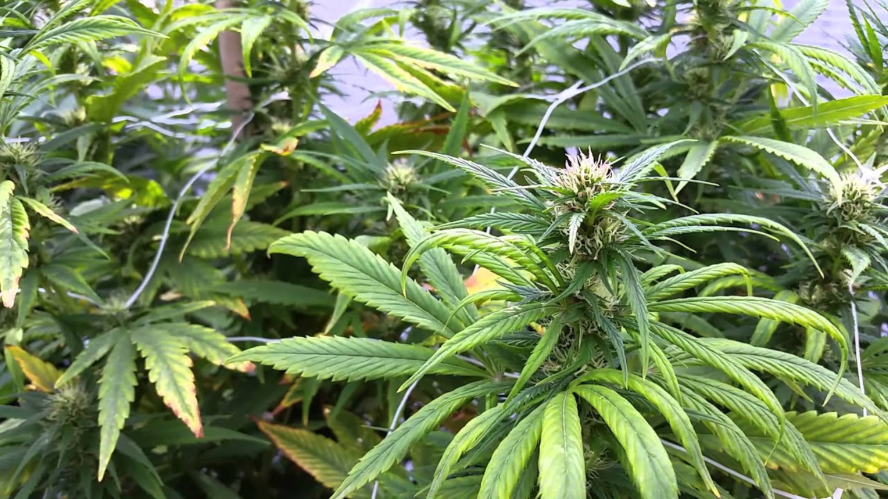 Weak cannabis plants maturing faster when sick plants