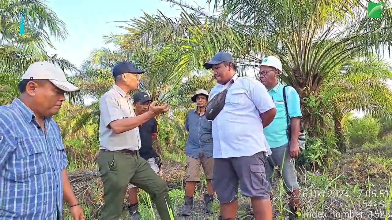 POKOK SAWIT SISTEM TANAM PARIT 1:1 DIVISI 01