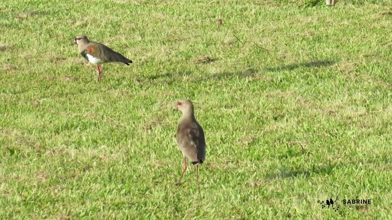 Quero-quero - Southern Lapwing