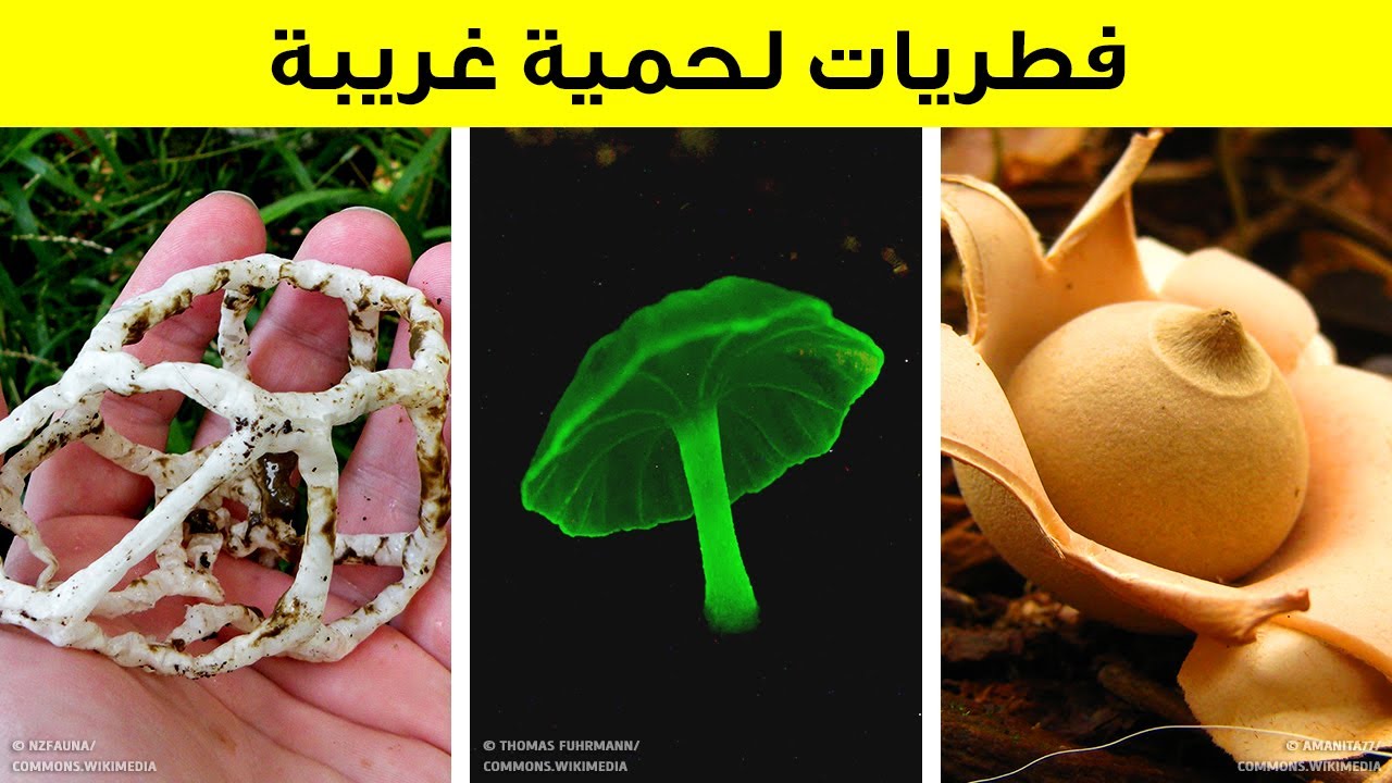 أنواع الفُطر أكثر بكثير مما قد يخطر على بالك
