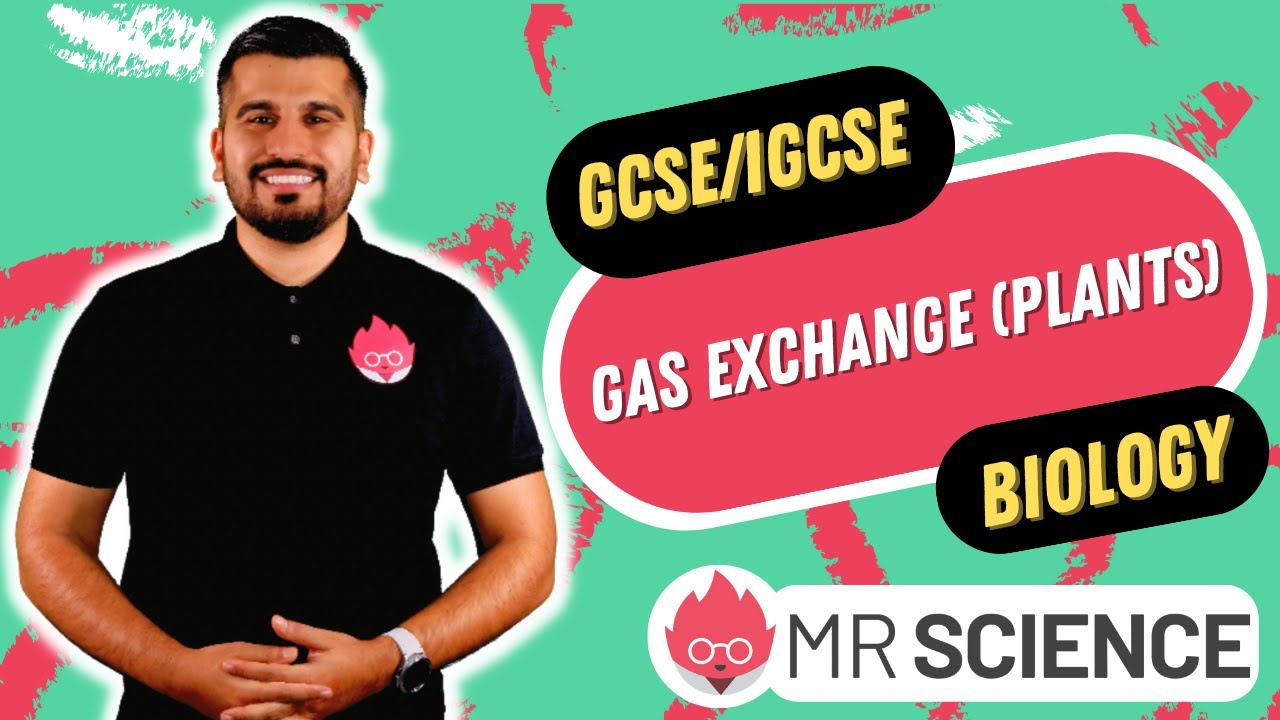 Gas Exchange in Plants | IGCSE Biology | GCSE Biology in 4K | Mr Science