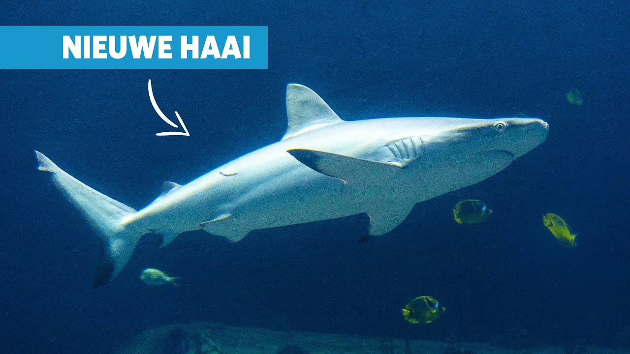 Nieuwe grote haai in de Ocean aangekomen🦈