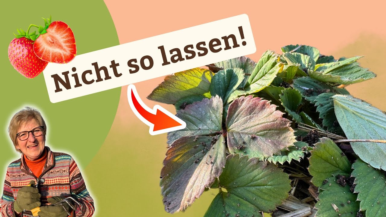 🍓 Die richtige Erdbeer-Pflege im Frühjahr
