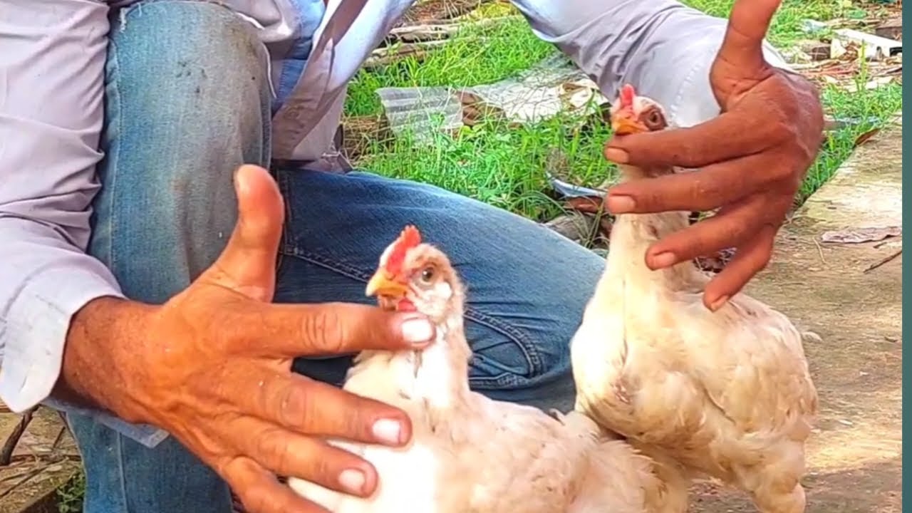Today I will show you how to raise chickens.