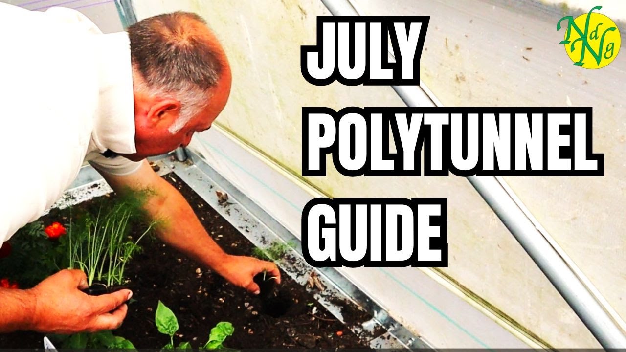 How to Thrive in Your July Polytunnel || What to Plant in Polytunnel in July🌱|| Polytunnel Growing