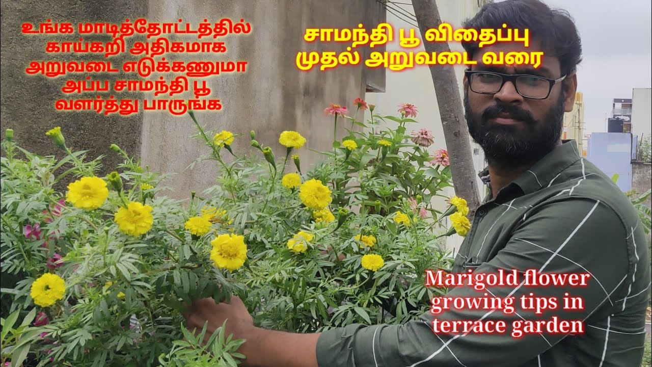 சாமந்திபூ வளர்த்து பாருங்க உங்க மாடித்தோட்டமே அழகாக இருக்கும். how to grow marigold plant in terrace