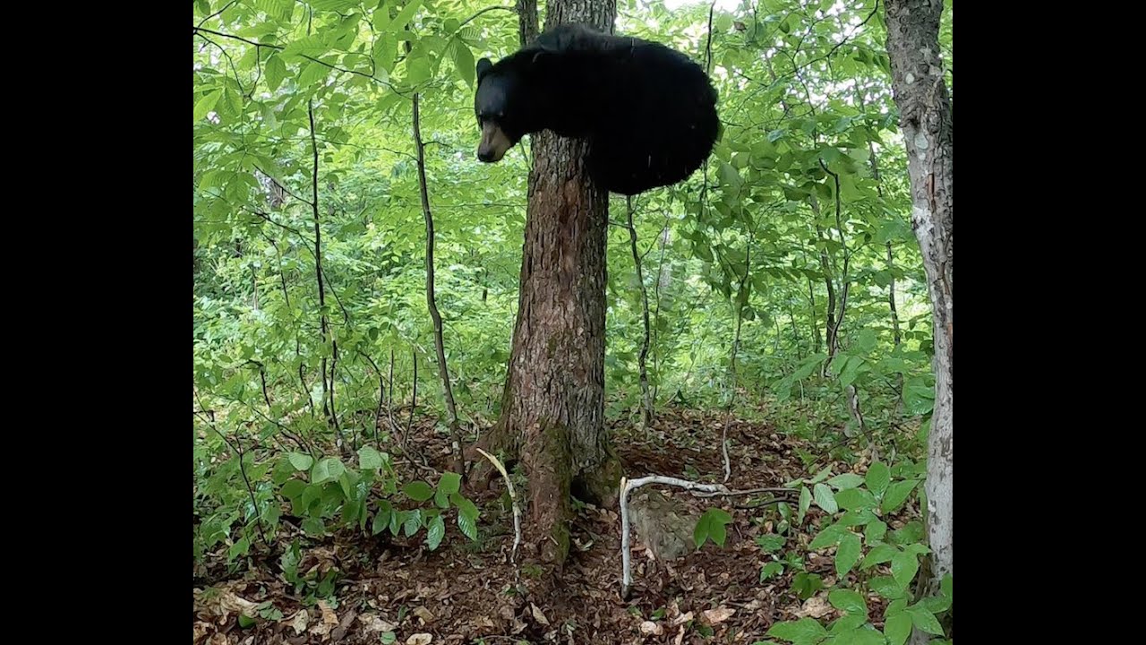 Bear hunting with dogs: Training season
