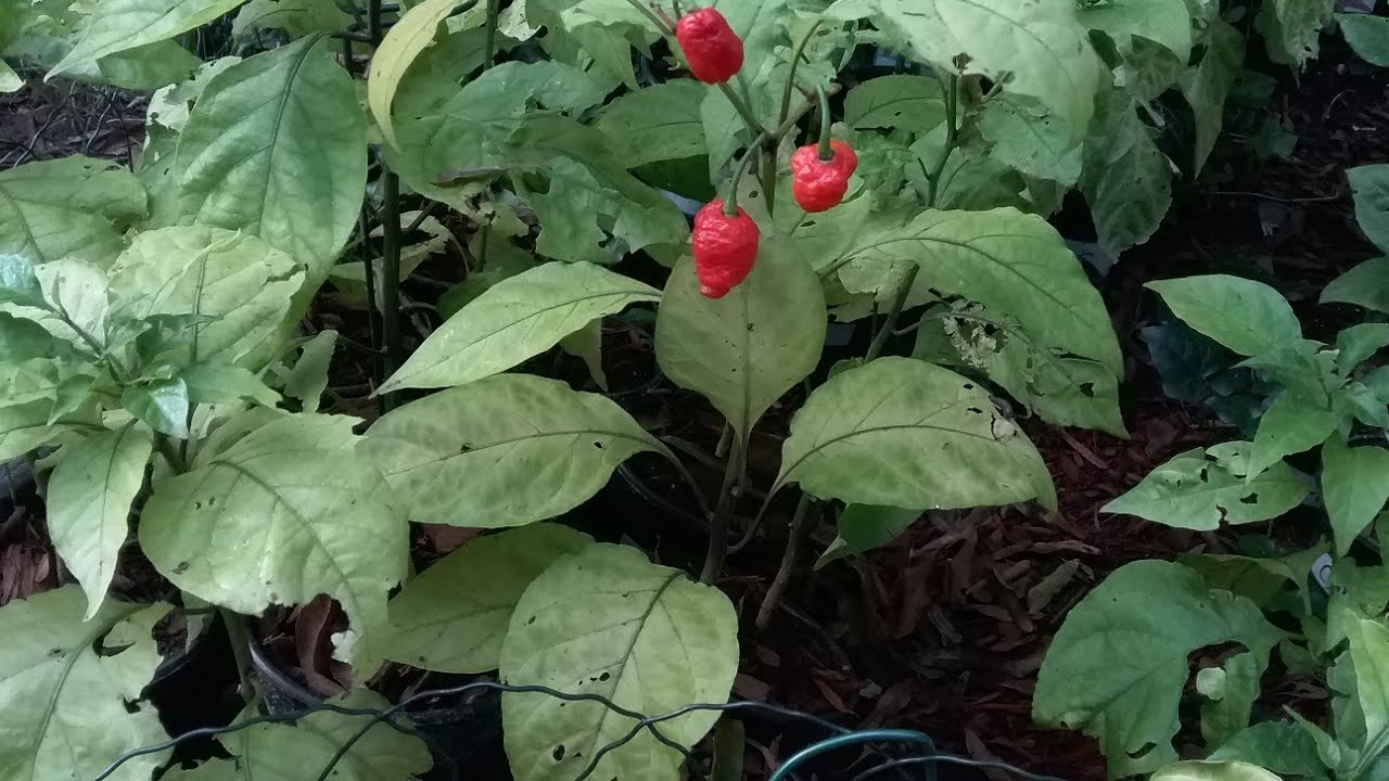 Superhot Pepper Plants Update: Dragon's Breath are ready 😃