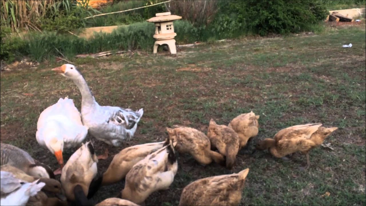Free Ranging - Incubating & Hatching Duckling Ducks - Ep;2