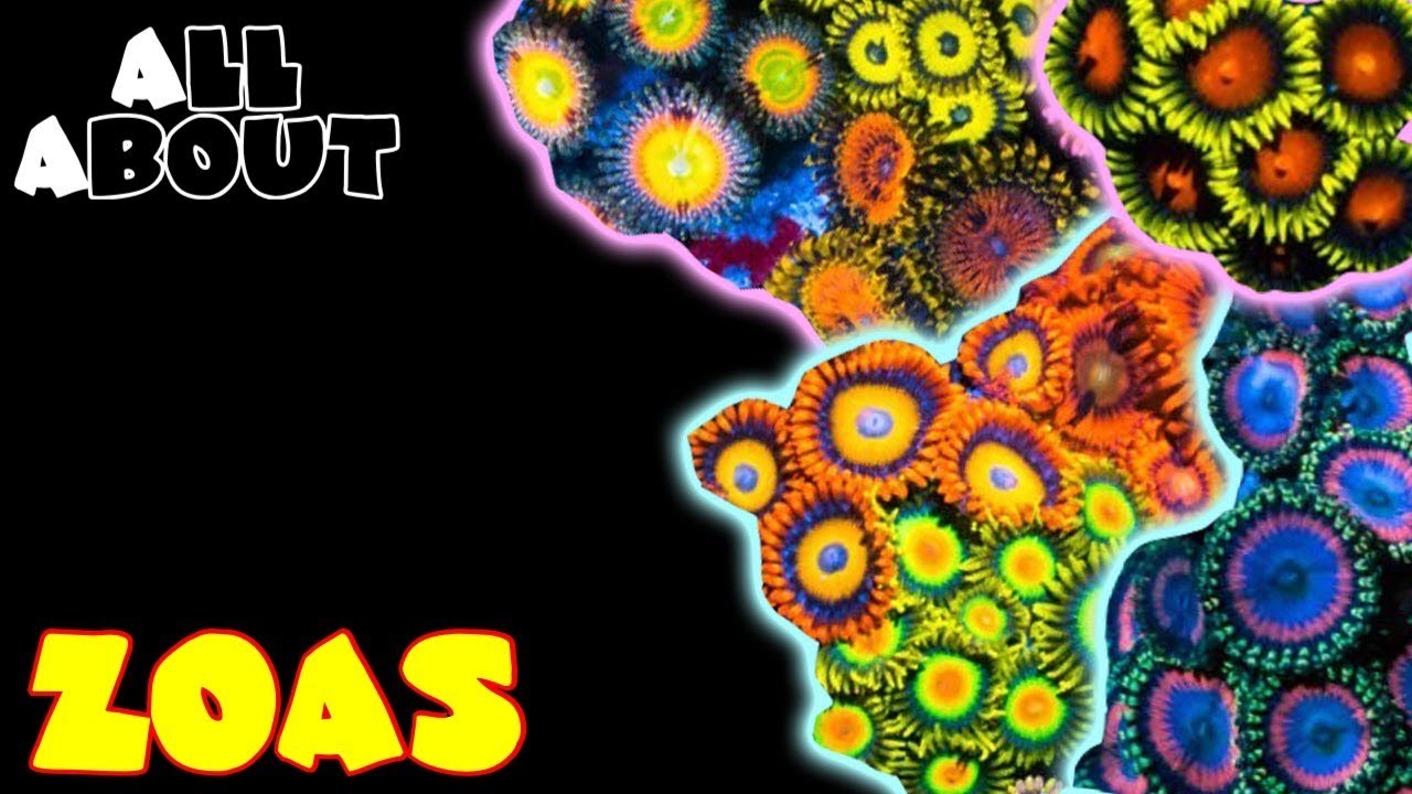 All About Zoas