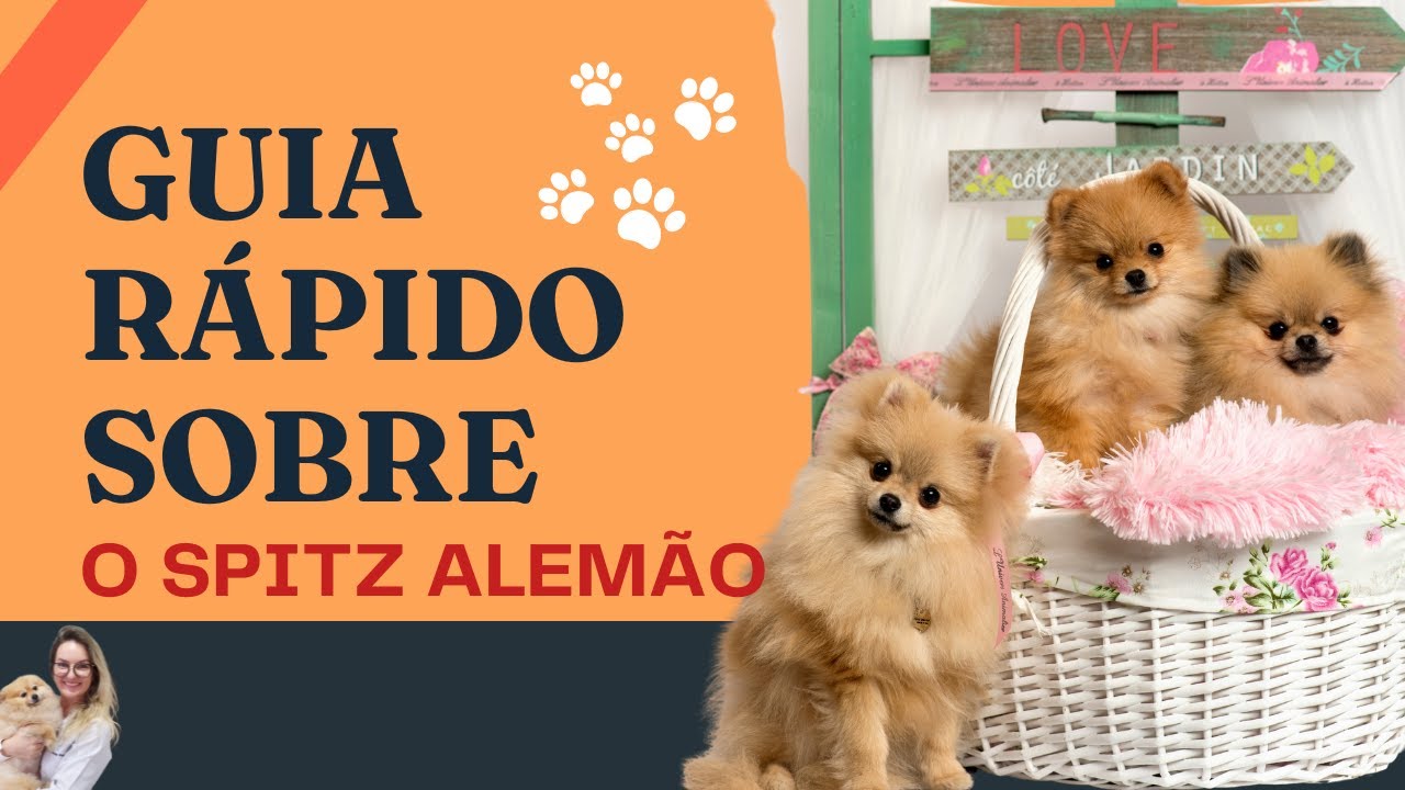 Tudo sobre Spitz Alem&atilde;o