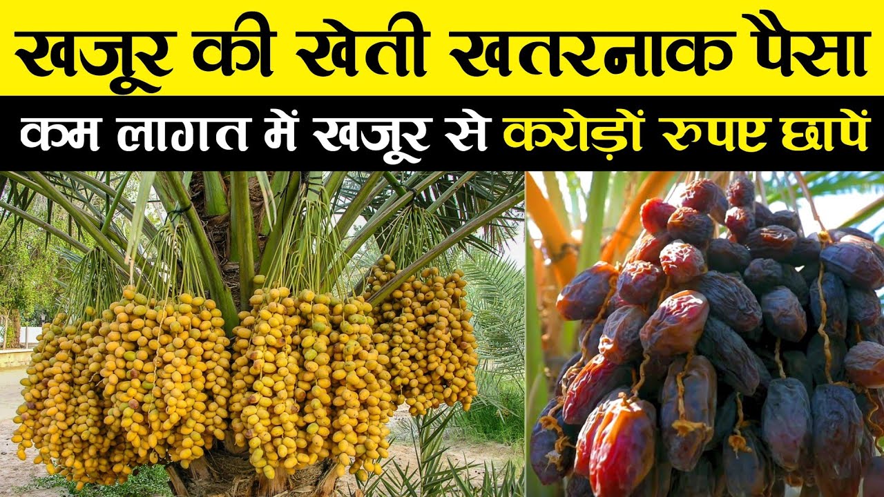खजूर की खेती A to Z संपूर्ण जानकारी | Date Palm farming | khajur ki kheti | india