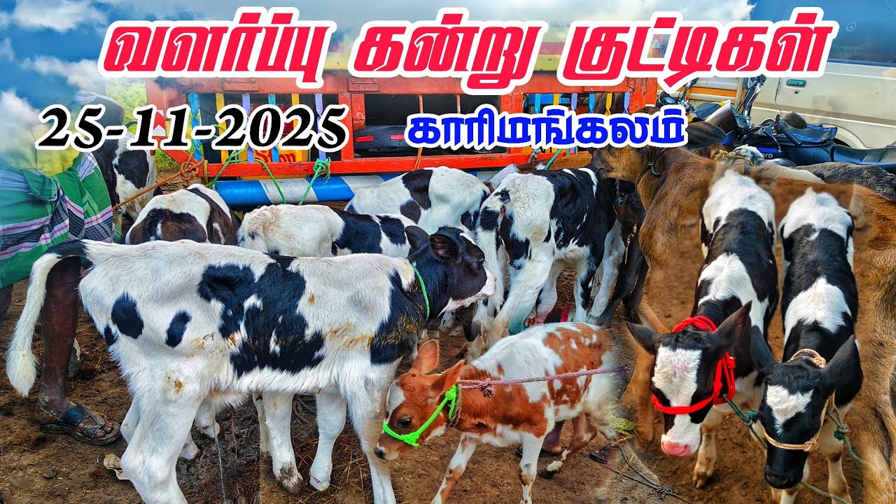 25-11-2025 வளர்ப்பு கன்று குட்டிகள் விலை நிலவரம்? காரிமங்கலம் சந்தை தருமபுரி மாவட்டம் 