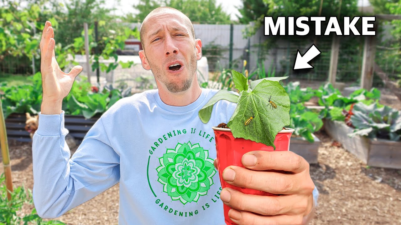 5 Tips for Growing Cucumbers