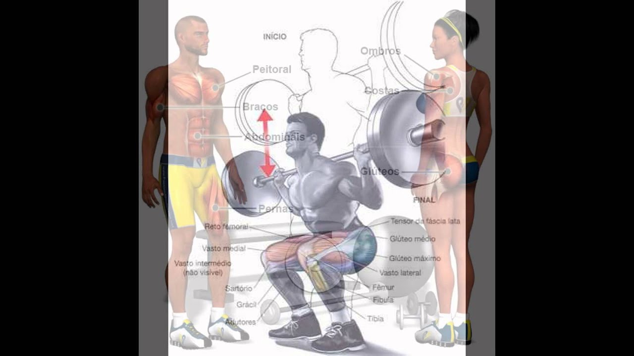 Anabolizando Legal: Melhores exerc&iacute;cios muscula&ccedil;&atilde;o