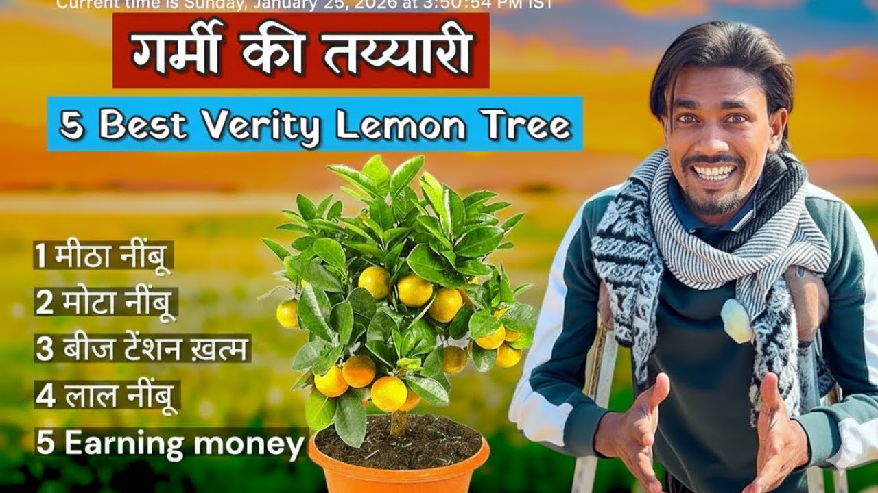 5 BEST VERITY LEMON TREE #lemon 