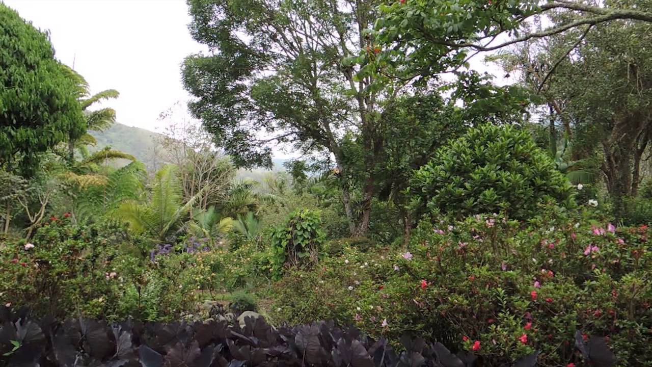 Birding in the Western Andes - Pajariando en los Andes Occidentales - Colombia Birdwatch