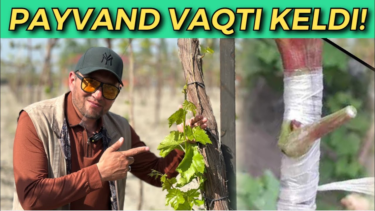 2025 KOʻK PAYVAND Davri Boshlandi. Mahalliy Uzum Ko‘k Novdalari TEKIN.