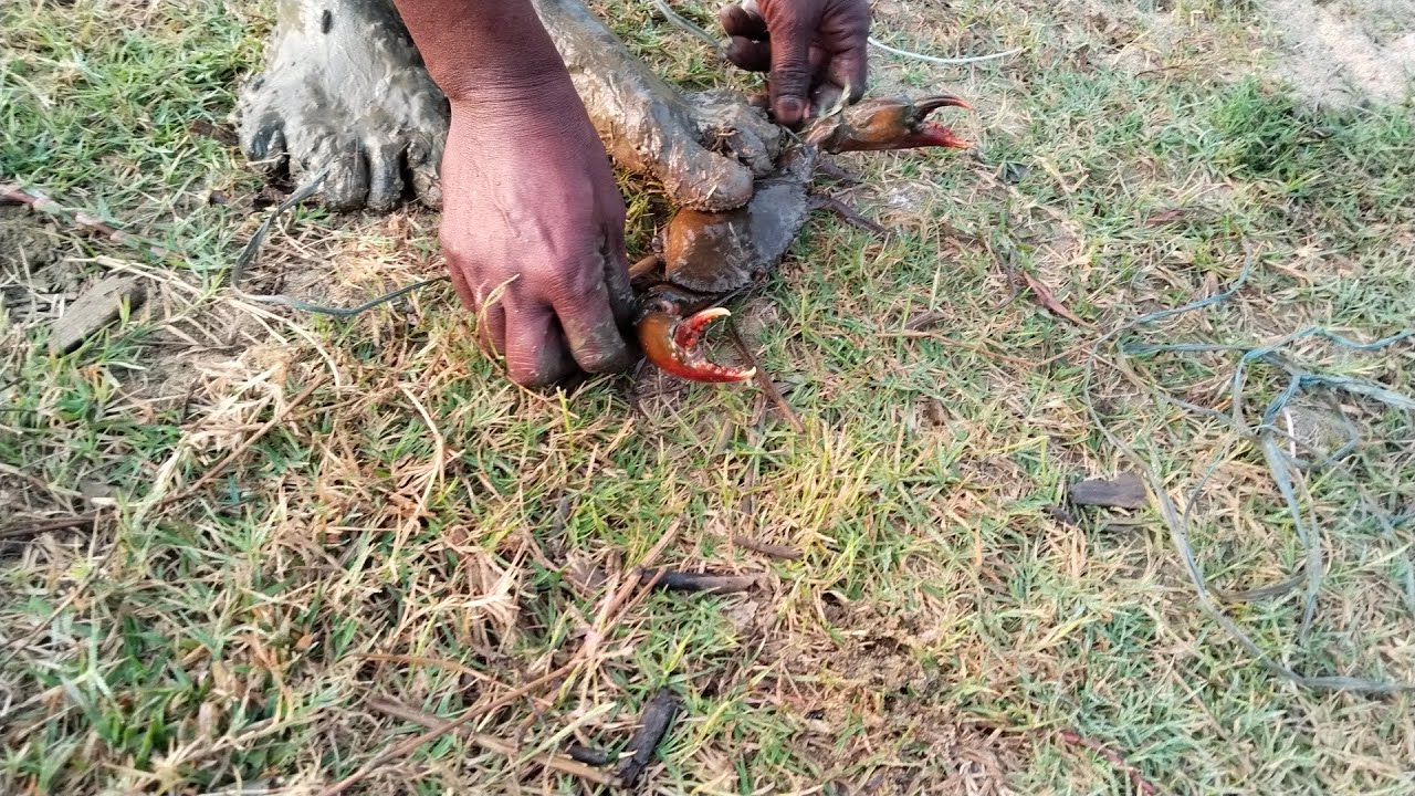 নদী থেকে মাছ ও কাকড়া ধরাCatching fish and crabs from the river#fishcatching #crab #fishlive #fish
